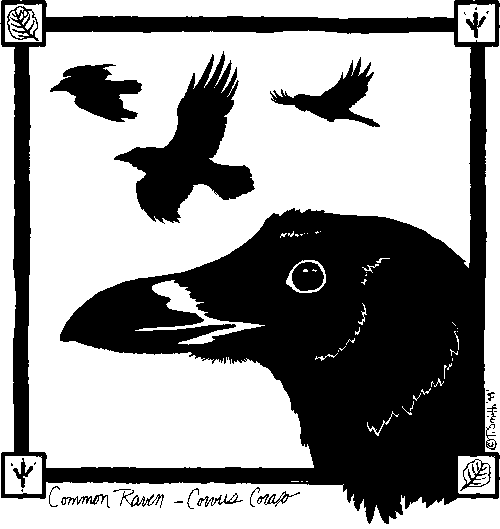 Common Raven