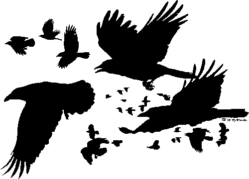 Crow Flock